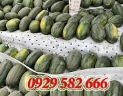 Xốp lót dưa hấu tại Quận 2