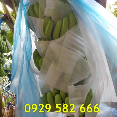 Màng Xốp Foam Lót Chuối Tại Long Khánh 