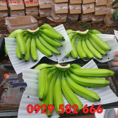 Mút Xốp Lót Chuối Xuất Khẩu Ở Đồng Nai 