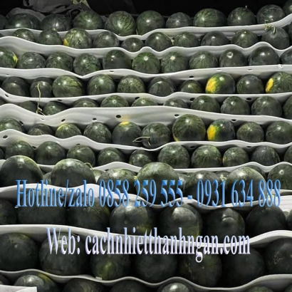 Tấm Xốp Pe Foam Đục Lỗ Lót Trái Cây Giá Sỉ Tại Kho